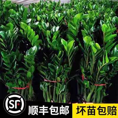 金钱树盆栽植物室内花卉客厅四季常青好养绿植大摇钱串子小发财树