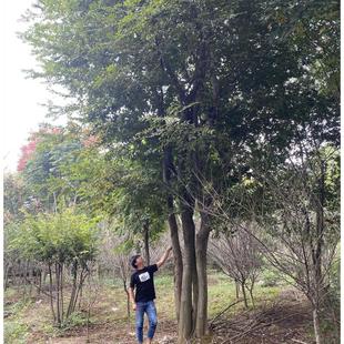 原装丛生朴树城市地产苗木观赏沙朴大树庭院别墅奇树工地绿化行道