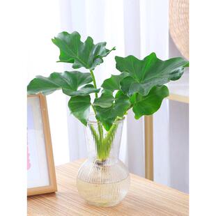 春羽水培盆栽办公室桌面水养观叶绿植新手好养活绿色植物室内琴萱