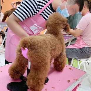 瑞宠魔梯MOTI犬辅助站立支架美容师固定狗狗用网红宠物关爱小板凳