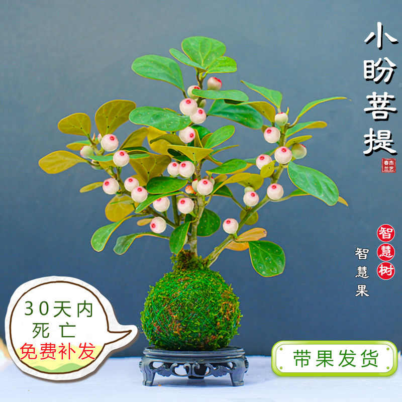 小盼菩提树苔藓球带果子室内可水培智慧小果树禅意桌面盆栽绿植物