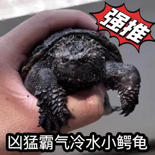 小乌龟活体小鳄龟乌龟活物北美小鳄龟杂佛鳄龟 宠物龟 水龟佛鳄龟