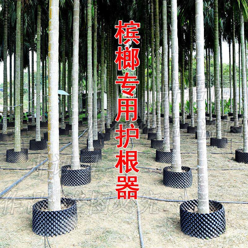 槟榔树专用护根器 黑色塑料围板 果树树苗阻根板加厚围树板控根器