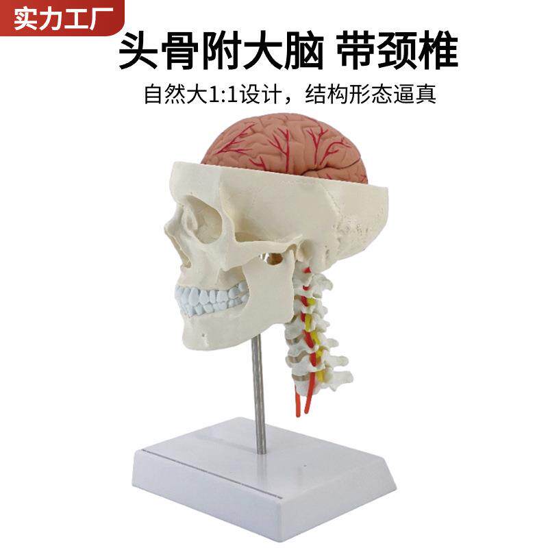 人体头骨模型 自然大头骨带颈椎附脑模型 头颅脑动脉模型 有支架