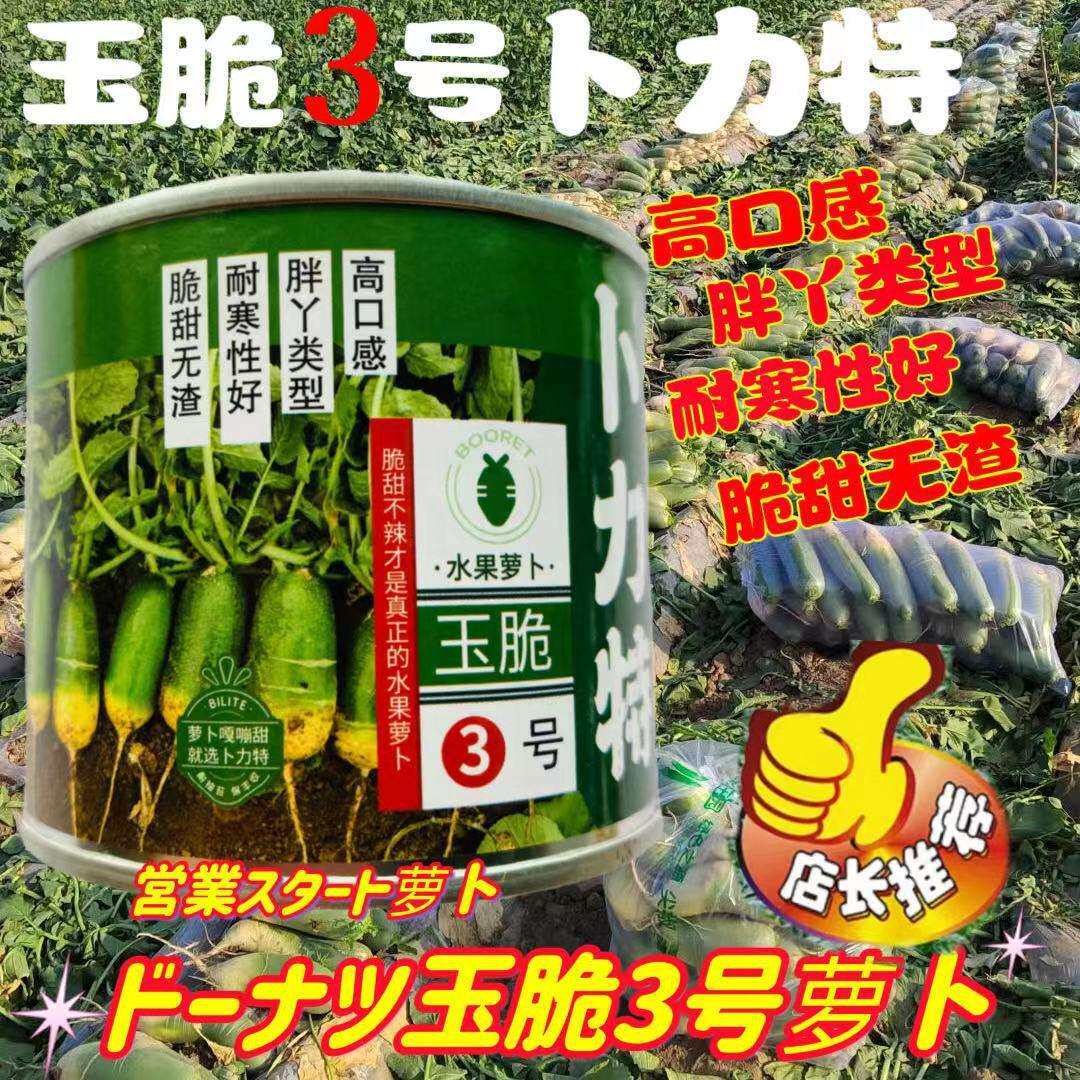 适应性强脆甜不辣早熟耐抽苔给种植户胖丫萝卜卜力特玉脆3