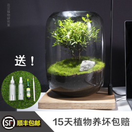 桌面微景观苔藓生态，瓶缸成品绿植物盆栽，盆景生命之树创意好养活