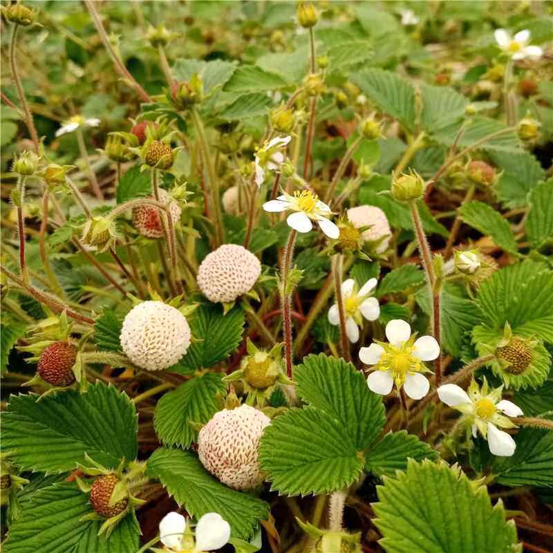 香甜野生草莓苗白泡儿苗苗盆栽水蜜桃味儿绿植育苗期浇水即活好养