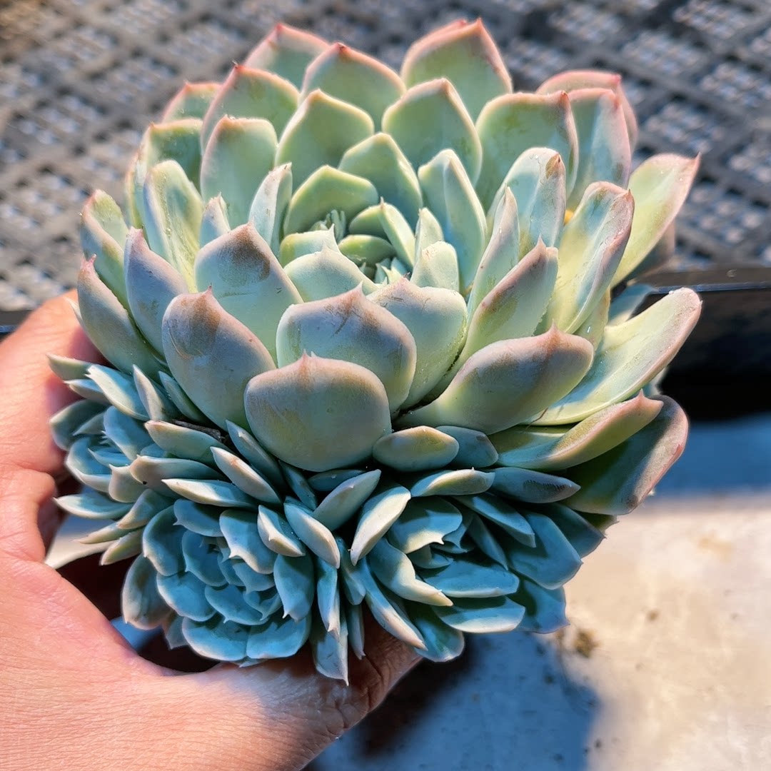 7多肉38包邮雅典娜3