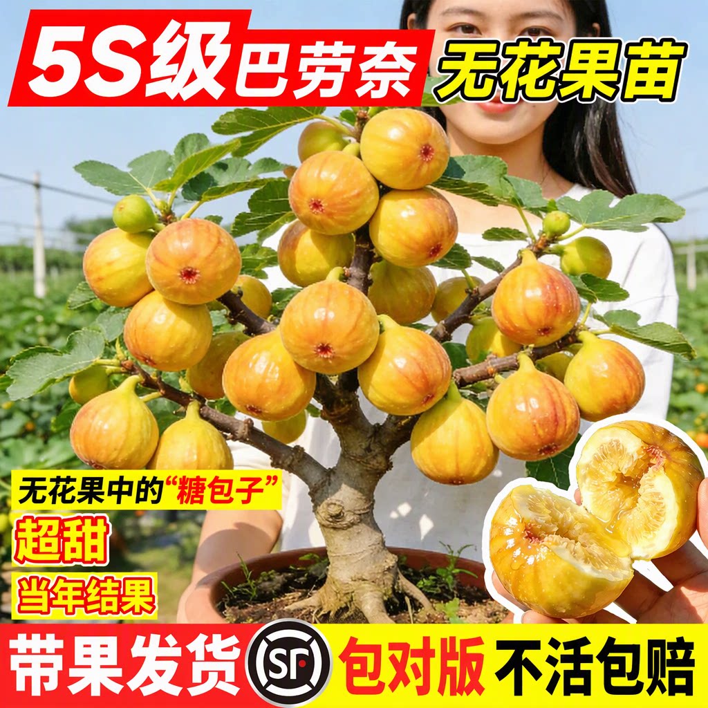 【带果发货】无花果树果苗巴劳奈5S级特大号庭院盆栽地栽南北方