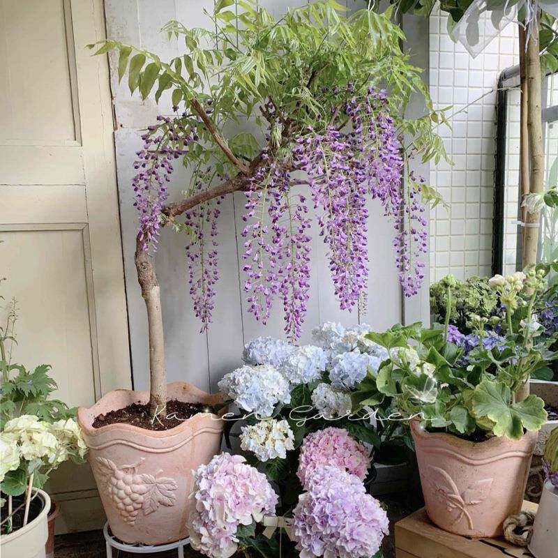 红陶花盆送陶土托盘吸水透气不烂根浮素面陶土盆大号绿植多肉盆