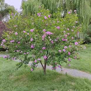 桩花树盆栽丛生木槿树苗花苗老风景绿化庭院一件栽棒棒糖地代发