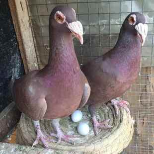 幼崽红大鼻子种鸽观赏鸽子大鼻子观赏鸽幼鸽精品