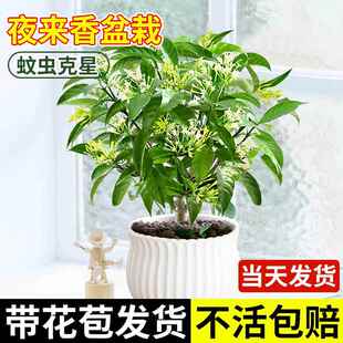 夜来香盆栽花树苗老桩室内室外驱蚊驱虫花卉植物鲜花四季开花易活