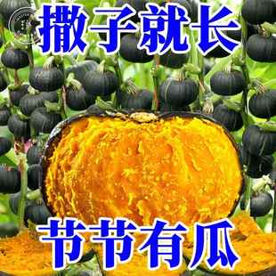 正宗贝贝南瓜种种子高产甜糯绿贝贝板栗小南瓜籽四季 种植蔬菜种子