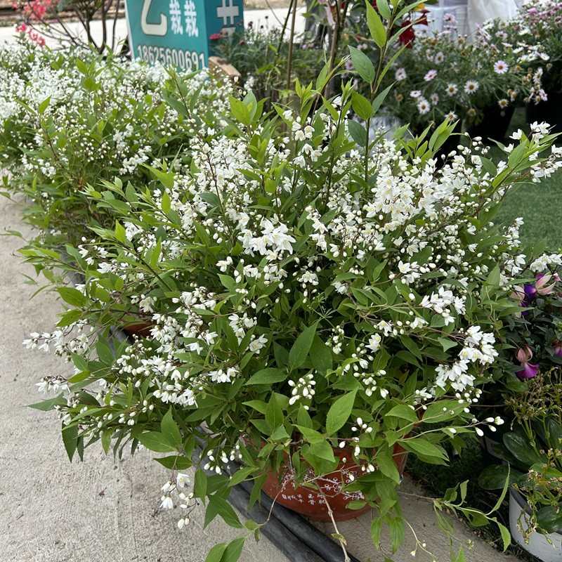 溲疏盆栽冰生雪白多年灌木粉花庭院阳台耐寒室外露天好养春季开花
