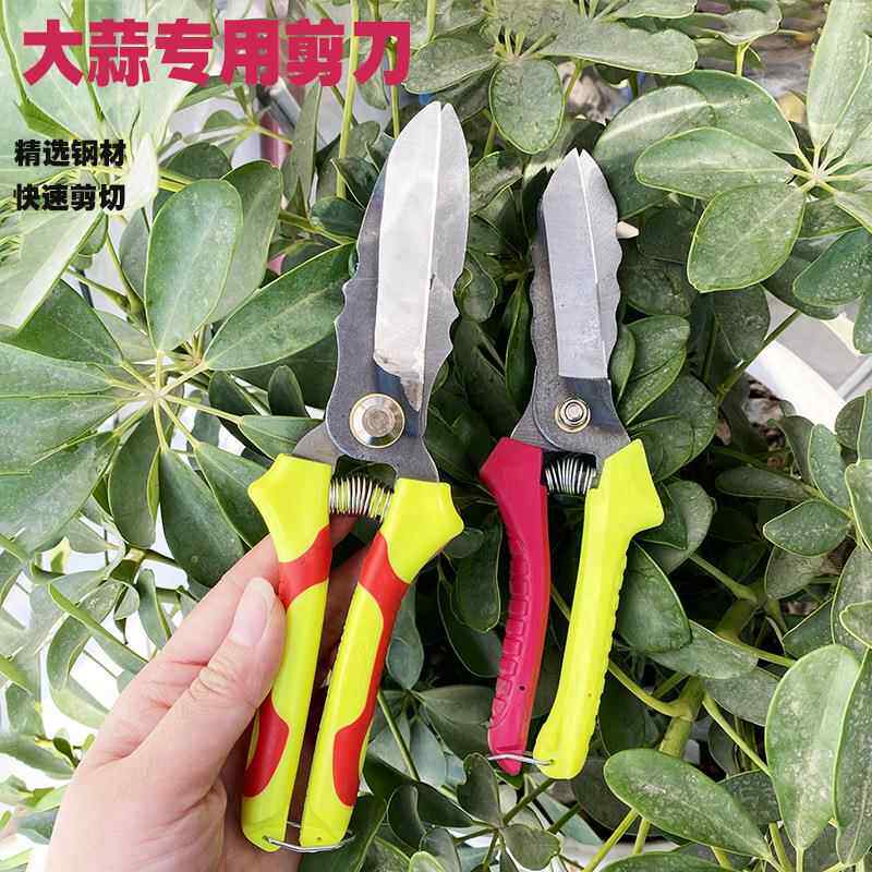 农用工具新款盒装洋葱蒜头剪刀SK5弯把蒜剪 SK85双色直柄大蒜剪子