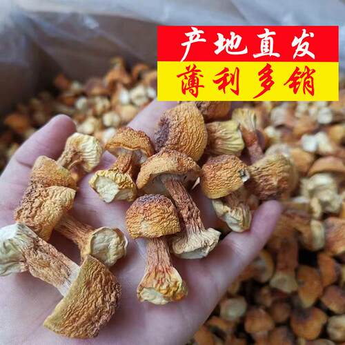 云南姬松茸产地直销巴西菇精品新货菌菇土特产蘑菇干货