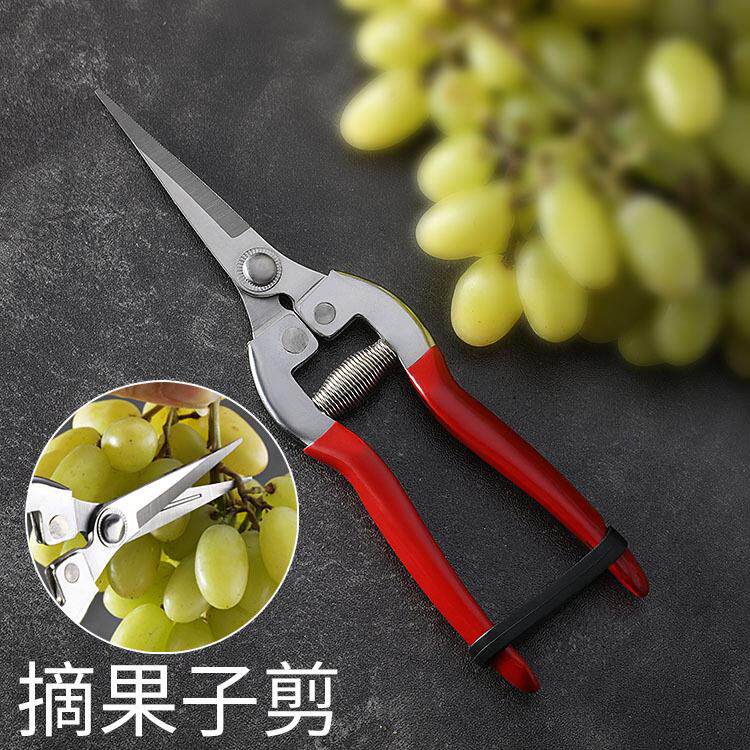 铁柄葡萄水果剪刀稀果摘果剪盆景修枝园艺园林果剪树枝剪果树采果