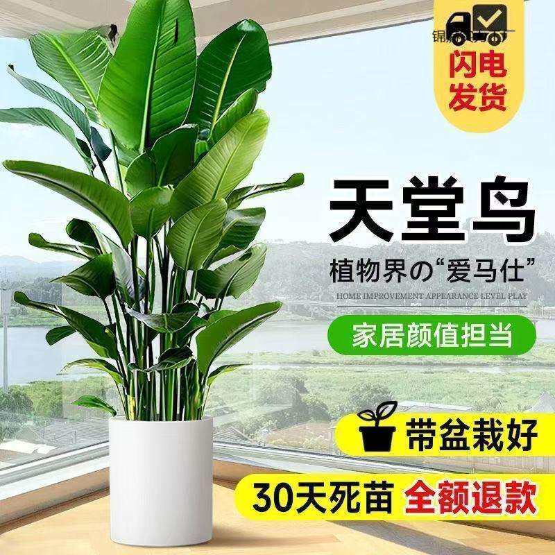 天堂鸟绿植大盆栽植物客厅懒人大型绿植室内新房除甲醛鹤望兰盆栽