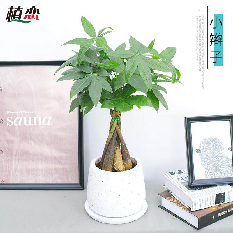 小辫子发财树 室内盆栽小型绿植植物盆景办公桌 客厅同城