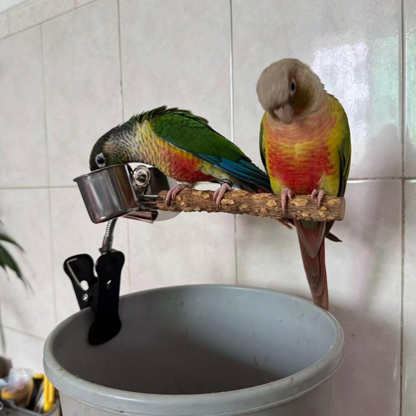 鹦鹉站架定点排便垃圾桶多功能站杆神器拉屎专用牡丹玄凤小太阳