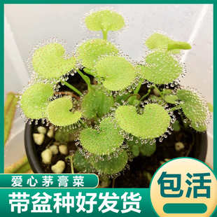 爱心茅膏菜迷你负子茅膏菜喜阴食虫植物室内微景观盆栽花卉捕虫草
