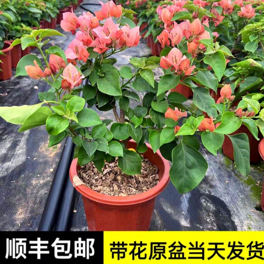 不甜西瓜三角梅原生扦插苗四季开花不断勤花阳台庭院花卉好养飘枝