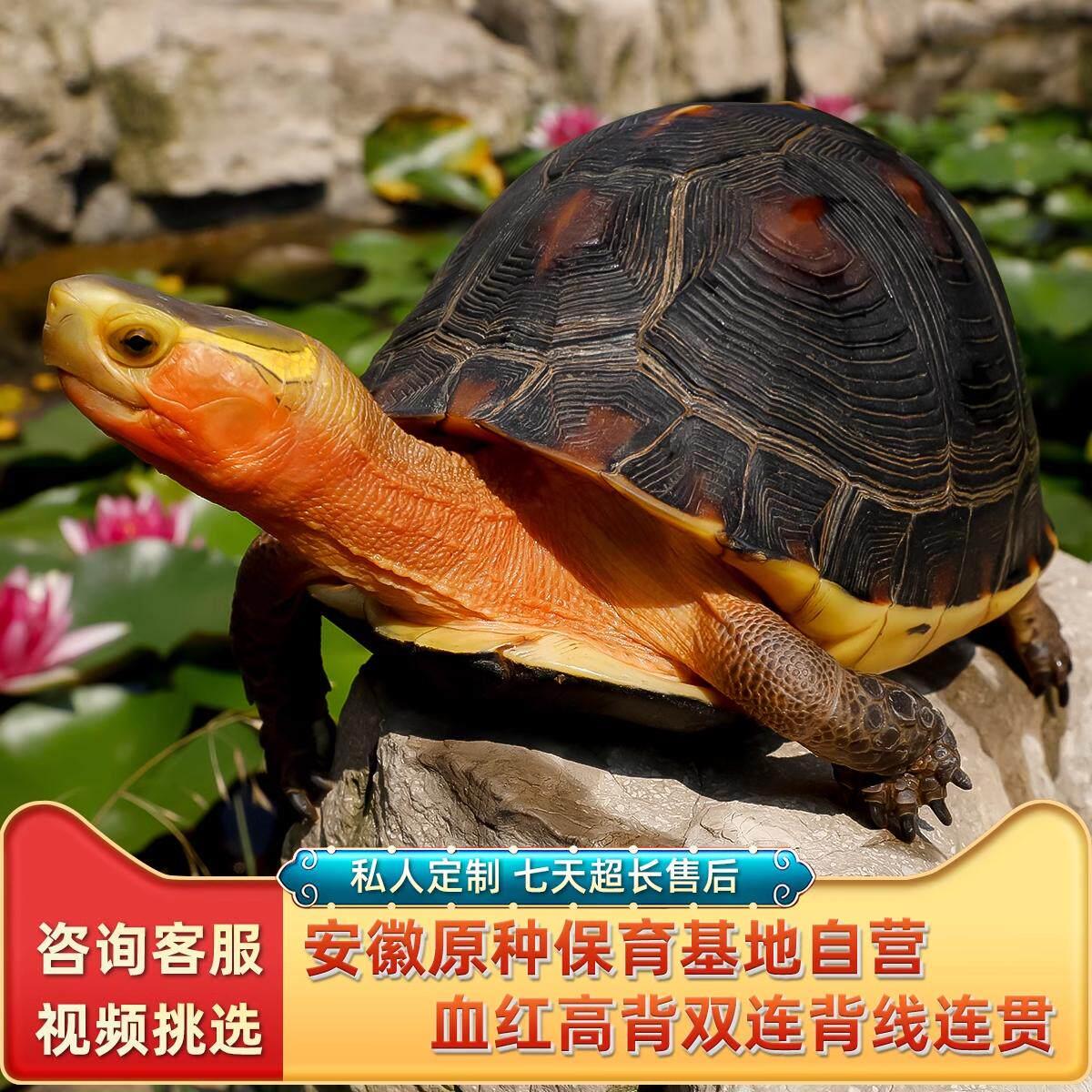 黄缘龟幼龟安徽苗活物安缘龟台缘龟小宠物认主乌龟蛋金钱龟大陆缘
