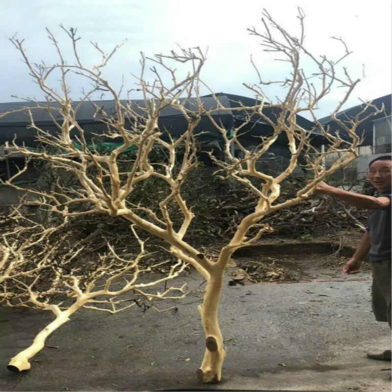 干树枝装饰许愿树原木剥皮造型枯树去皮干树枝摄影道具橱窗摆件婚