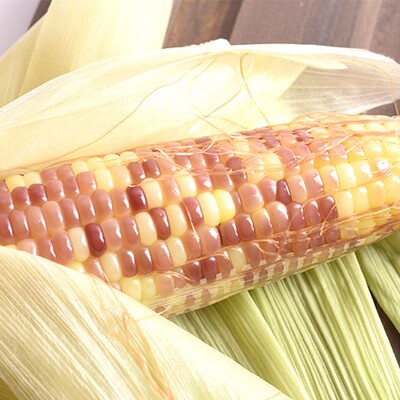 味芸南版纳小糯玉米 云南玉米 西双版纳特产新鲜香糯小玉米4斤装