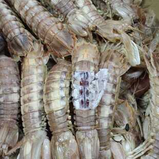 渤海湾新鲜熟皮皮虾微咸半乾湿虾爬子即食肉香少量带籽虾姑琵琶虾