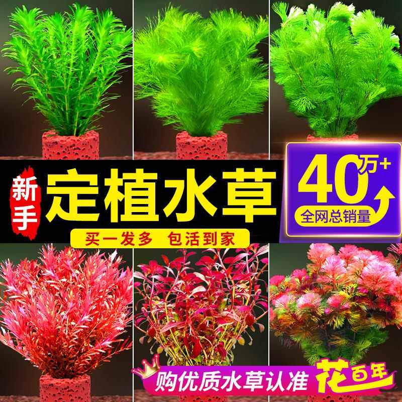 鱼缸水草植物真草造景固定环水培蜈蚣草阴性净化水质绿菊水榕套餐