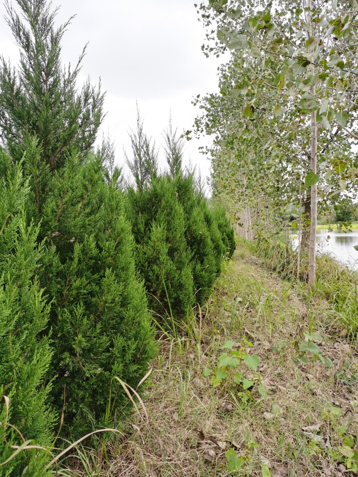 4月17日连云港市优质松树苗木5000余棵网络拍卖公告