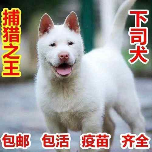 下司犬幼犬家庭看家犬山狗土狗猎狗狩猎小狗广西赶山犬便宜狗打猎