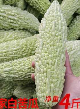 福建漳州农家自种本地新鲜凉瓜癞瓜现摘当季时令蔬菜4斤装