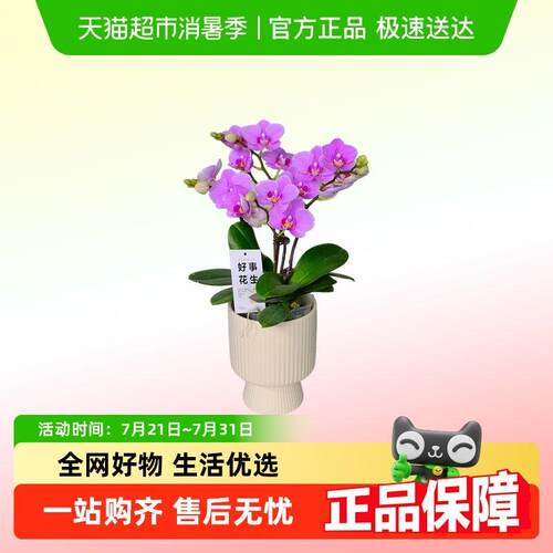 蝴蝶兰盆栽送礼盆栽带花剑四季开花客厅室内