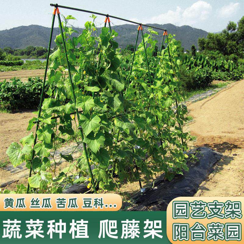 种菜芸豆种植爬藤架藤架菜园瓜果支撑支架杆植物架子攀爬黄瓜架杆
