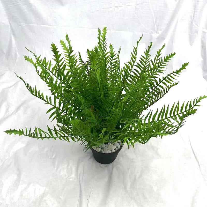 仿真蕨类波斯顿厥绿植波斯草波士顿蕨植物墙装饰造景蕨类厂家图片