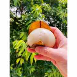 怀远三绝四川特产红糖苏麻甜叶儿粑崇州小吃糯米早餐营养孕妇儿童