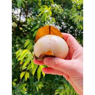 怀远三绝四川特产红糖苏麻甜叶儿粑崇州小吃糯米早餐营养孕妇儿童