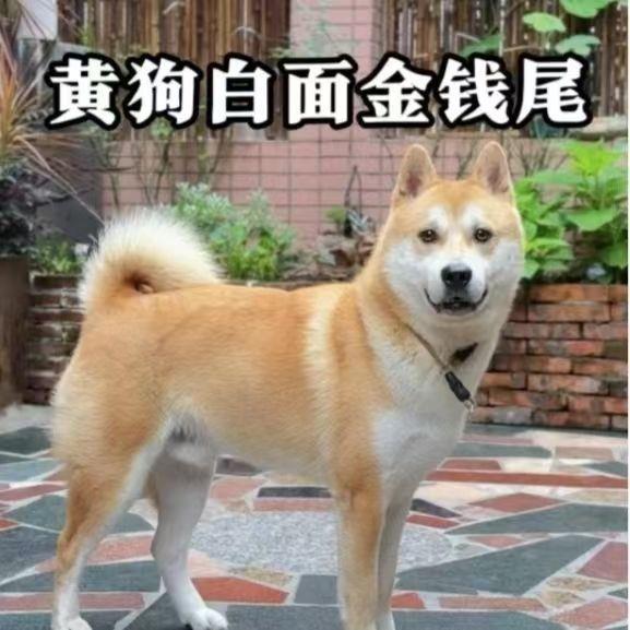 大黄狗幼犬小狗狗小幼崽狗崽好养活中华田园犬忠诚正宗狗农村纯种