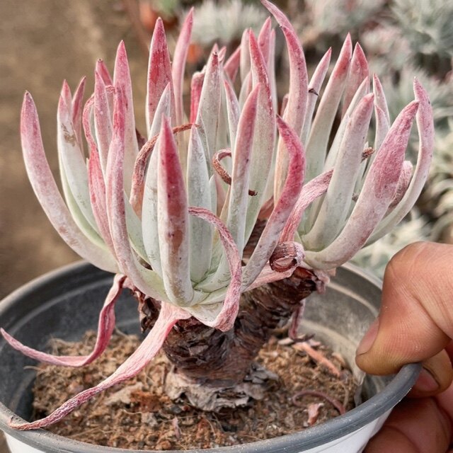 多肉植物仙女杯