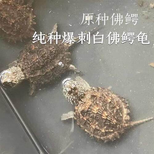 原种白佛鳄龟霸气凶猛乌龟纯种爆刺佛鳄龟观赏龟佛罗里达鳄龟全品