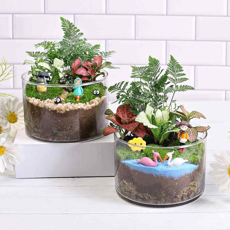 12c大号直筒瓶创意鲜活苔藓微景观diy材料包生态瓶子摆件礼品套装