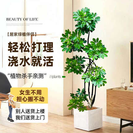 造型鸭脚木客厅大盆栽鸭掌木室内好养落地式大型旺宅真花绿植物