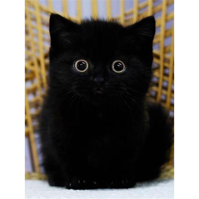 纯种孟买英短纯黑猫黑煤球招财猫咪矮脚曼基康黑猫千岁岁幼猫活物