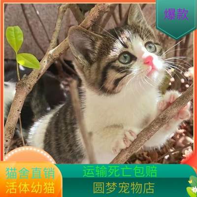 中华田园猫kzb家养短毛