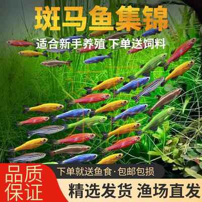 罕见小鱼耐活好养冷水鱼易活观赏鱼热带荧光斑马鱼孔雀鱼灯科红绿