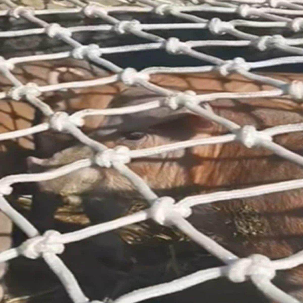聚酯纤维网拦野猪拉猪拉羊网皮卡车三轮车挡板护栏网罩货车防护安