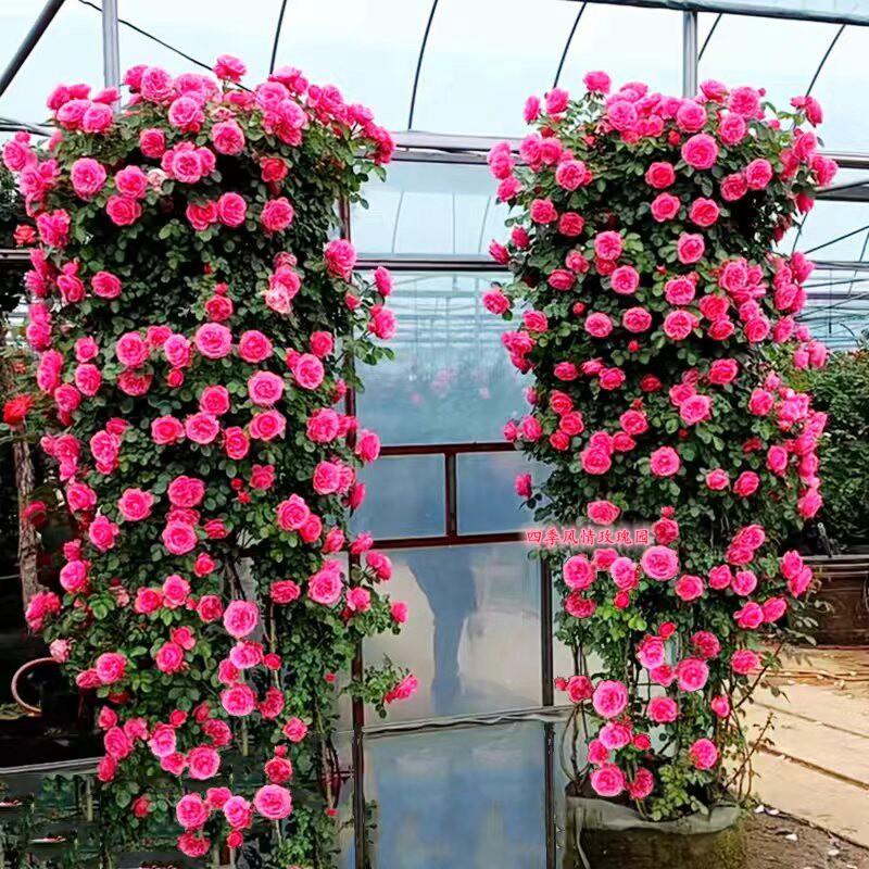 藤本月季大苗爬藤月季浓香大花欧月蔷薇花苗多季开花 母本大苗